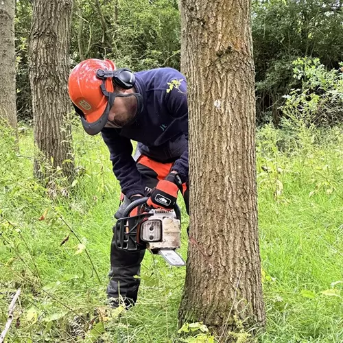 Tree Surgery and Tree Services